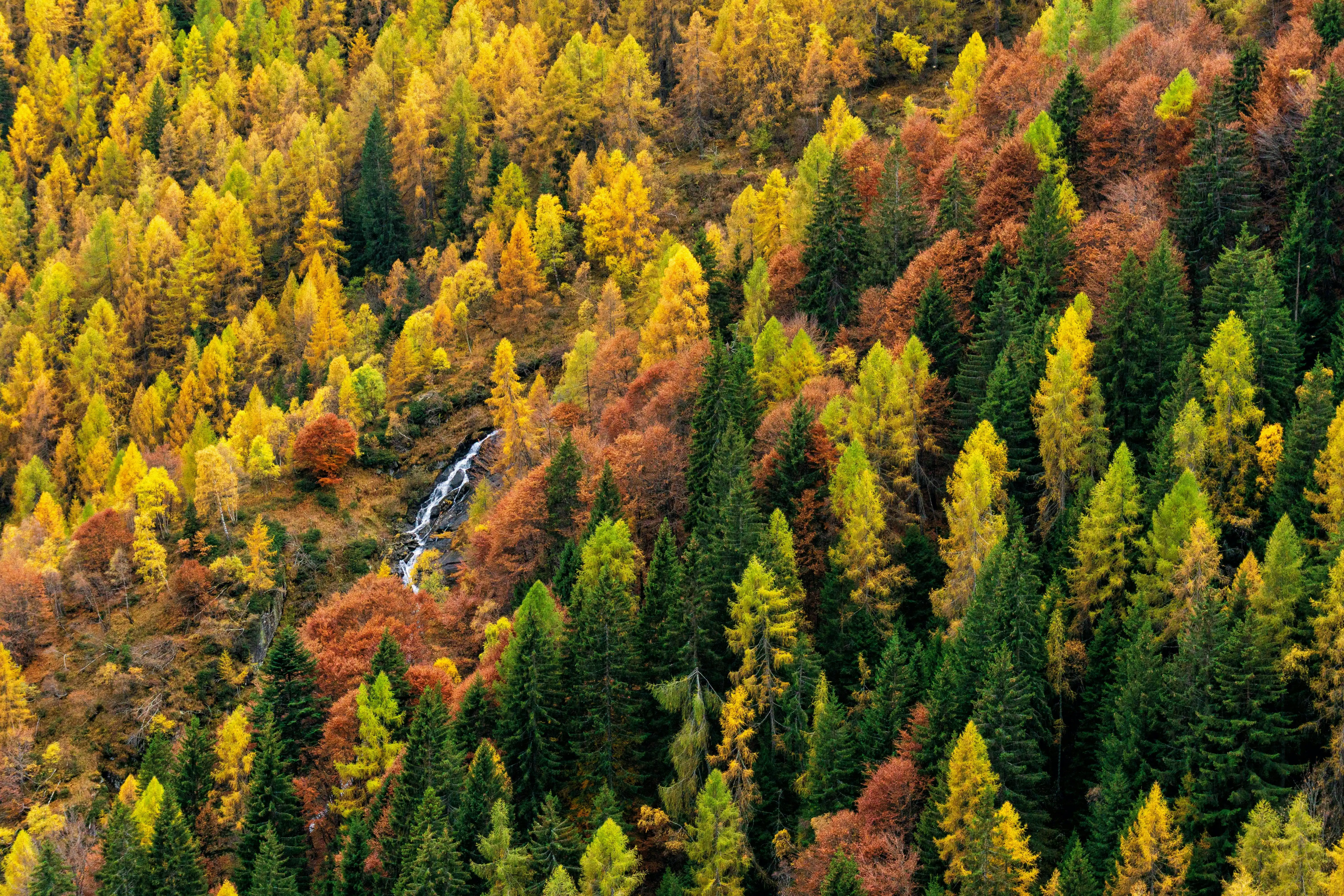 A Thanksgiving Message to Our Forest Systems Clients and Partners